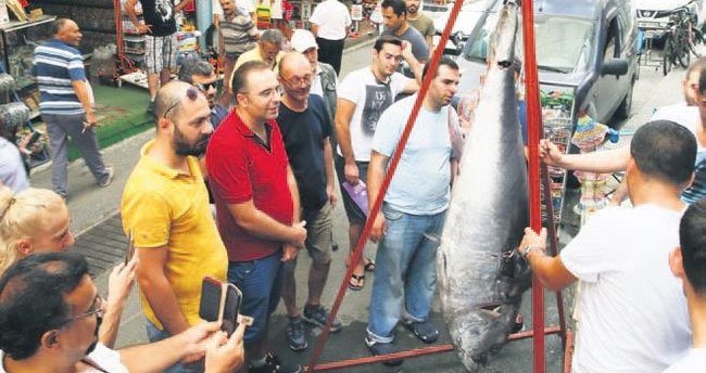 1.5 saatte yakaladığı orkinosu halka dağıttı