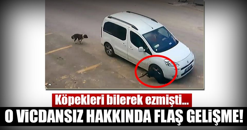 Antalya’da köpekleri bilerek ezen o sürücü yakalandı