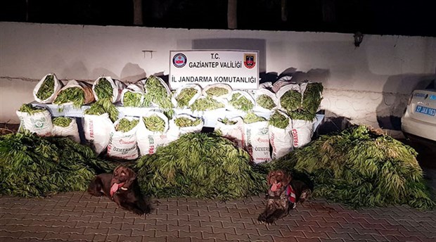 Antep’te 198 kilo esrar ele geçirildi