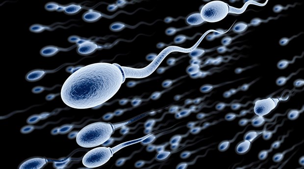 Batıda yaşayan erkeklerin spermleri 40 yılda yüzde 60 azaldı