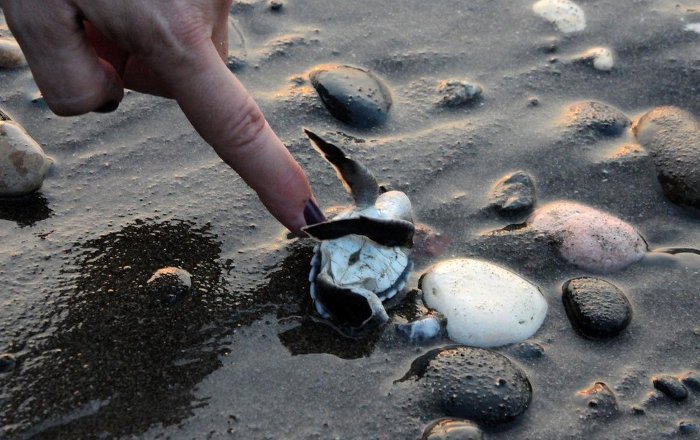 Belediye başkanından caretta caretta özrü: ‘Yazık oldu’