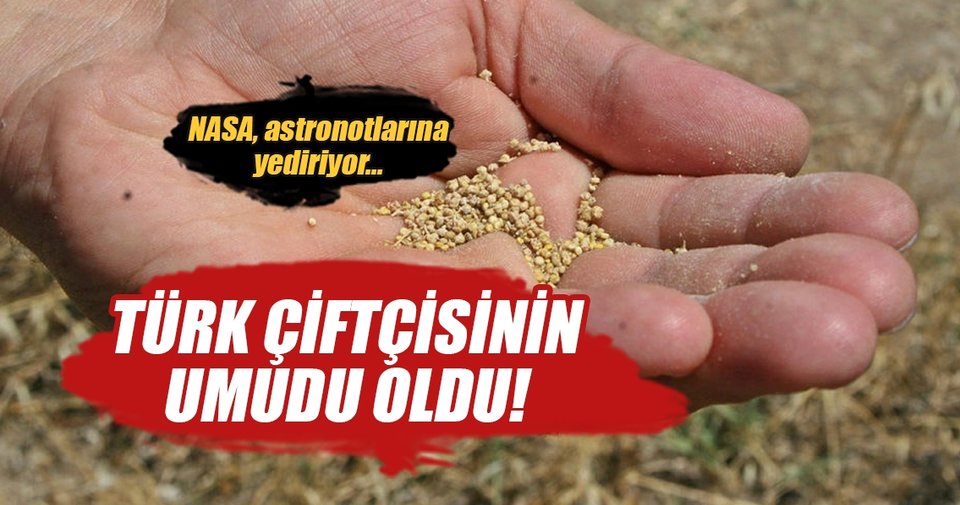 Çiftçinin yeni umudu ‘astronot besini’ kinoa