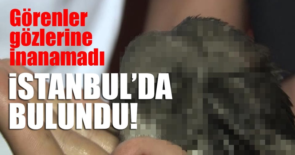 Dünyanın en esrarengiz kuşu İstanbul’da bulundu