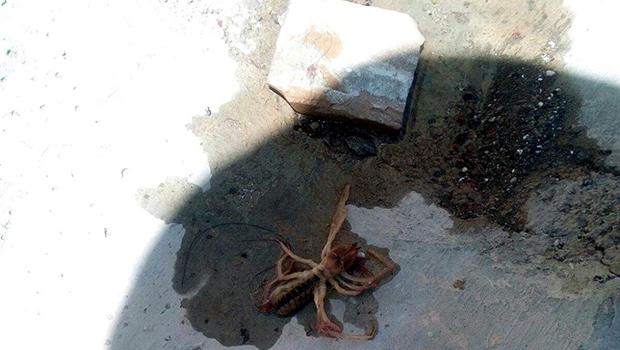 Et yiyen örümcek Kayseri’de görüldü