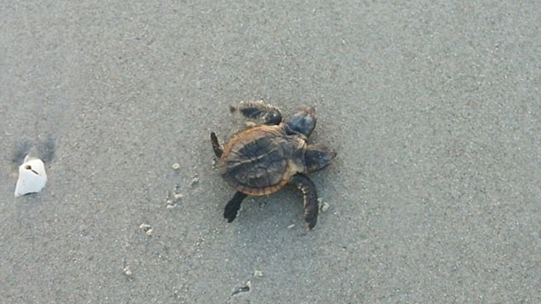 Florida Sahillerinde Çift Başlı Mutant Kaplumbağa Bulundu!
