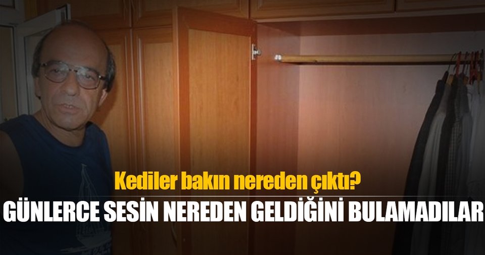 Gardırobundaki kedileri günler sonra buldu