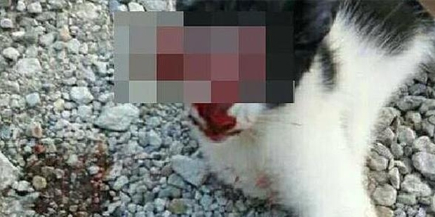 Kedinin gözlerini oyup Facebook’da paylaşan 'insan'a 2 bin 202 lira ceza