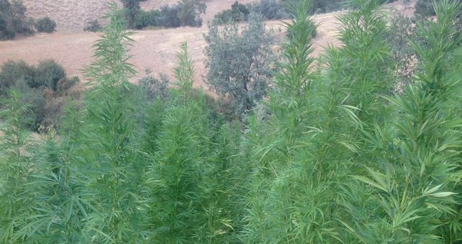 Kiraz’da 150 kök hintkeneviri ele geçirildi