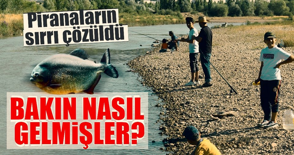 Kızılırmak’taki piranaların sırrı çözüldü: Bakın nasıl gelmişler?
