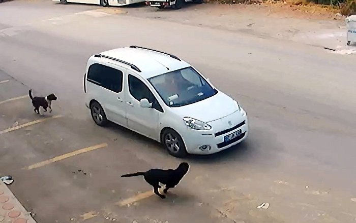 Köpeği ezerek öldüren sürücünün ehliyetine el konuldu