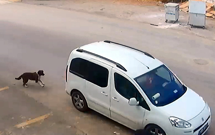 Köpeği ezerek öldüren sürücüye bin lira para cezası verildi