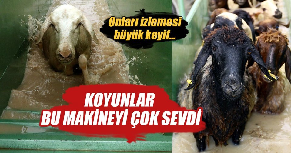 Koyunlara ‘özel banyo’ hizmeti