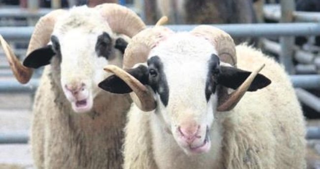 Kurban bağışları eğitime