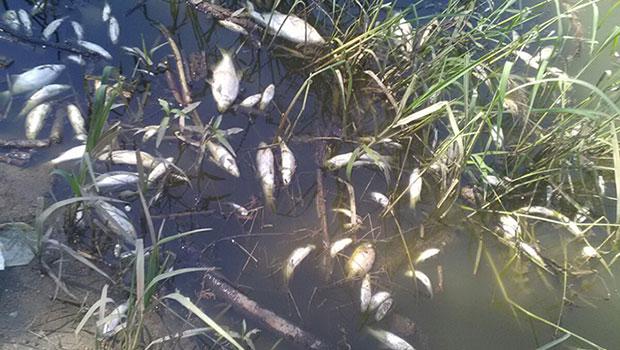 Meriç Nehri’nde korkutan görüntü