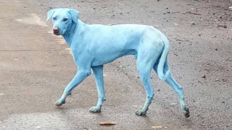 Mumbai'de Mavi Renge Dönüşen Köpekler