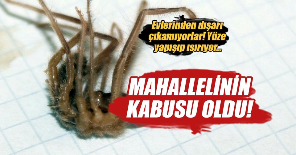 Niğde’de mahallelinin sarıkız örümceği paniği