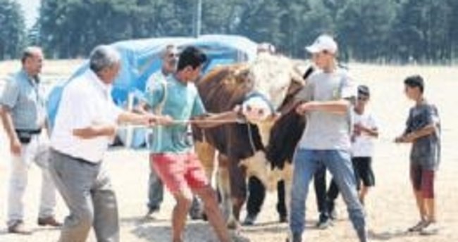 Pazarın ağır abisi