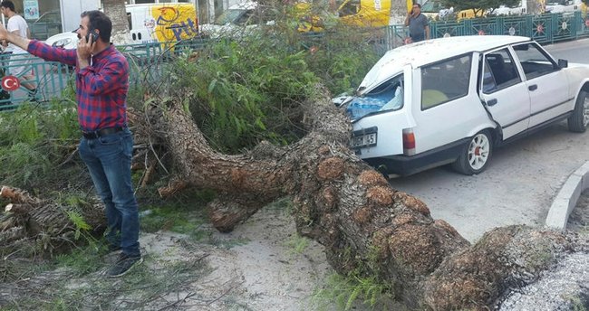 Seyir halindeki araçların üzerine ağaç devrildi!