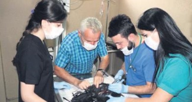 Tavuğu ölünce otopsi yaptırdı