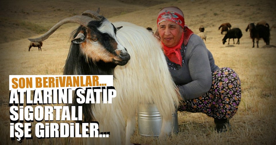 Varto’nun son berivanları atlarını satıp sigortalı işe girdiler