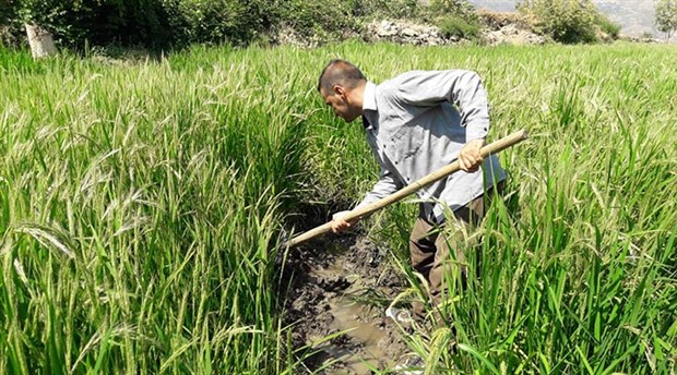 Yaban domuzları tarlalara indi