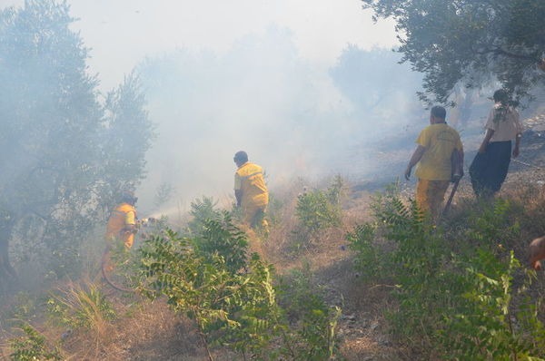 Adana orman yangını: 10 hektar zarar gördü