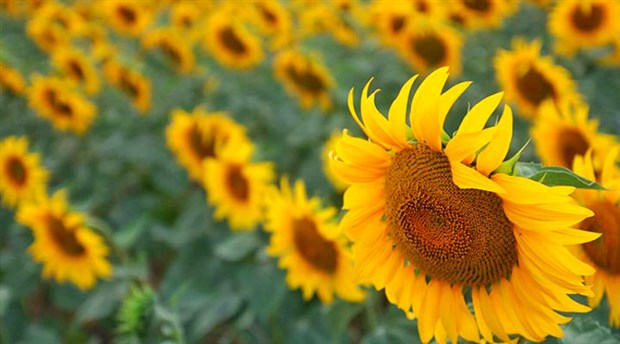 Ayçiçeği alım fiyatı enflasyonun altında kaldı