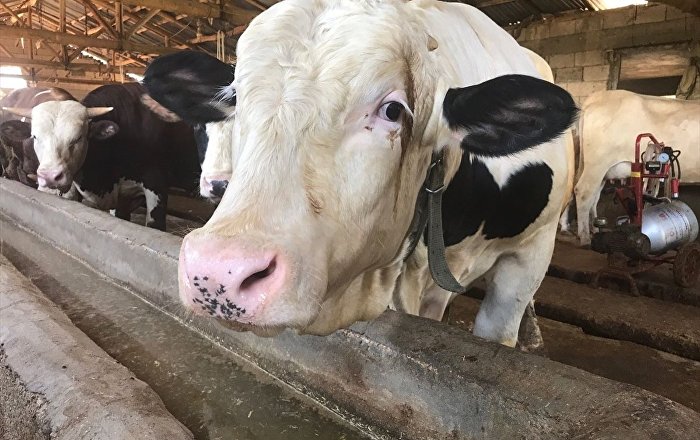 Harran Üniversitesi Veterinerlik Fakültesi: Besmele, morfinden daha etkili