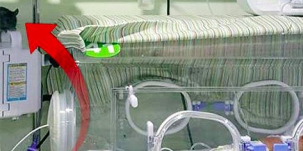 Hastanenin yeni doğan servisine fare girmesine ilişkin soruşturma