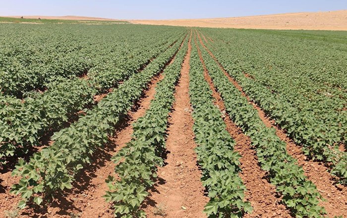 Suruç Ovası’nda sulama yarından itibaren durdurulacak