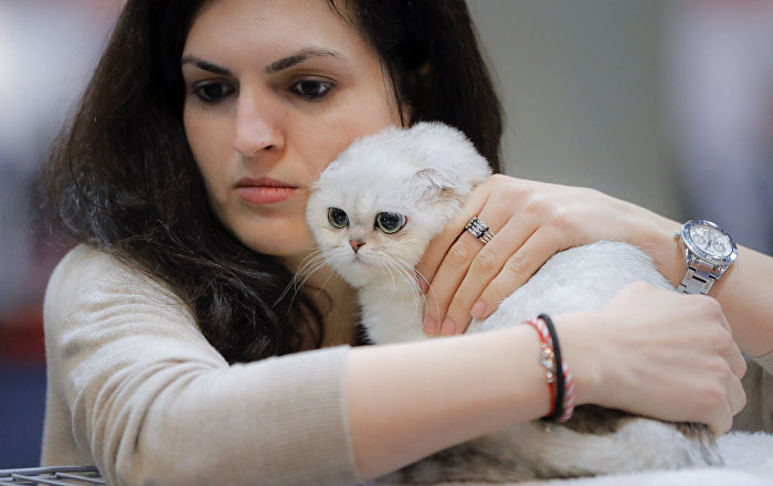 Ukrayna’dan gelen şüpheli bavulların içinden 6 cins kedi çıktı