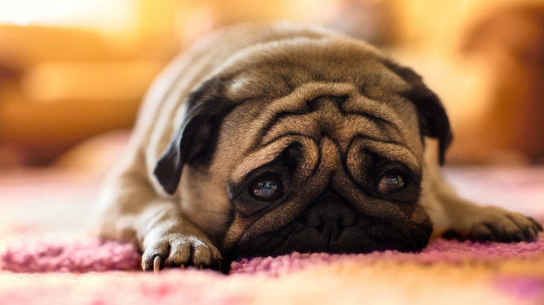 İnsanoğlu, Köpekleri Yanlış Anlıyor Olabilir mi?