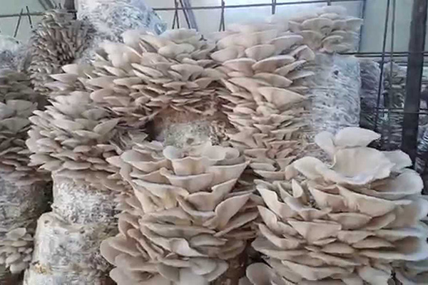 İstiridye mantarı yetiştiriciliğine talep artıyor