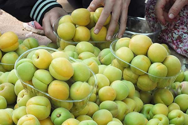 Mersin’de örtü altında ilk kayısı hasadı