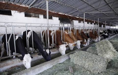 TRAKYA’DA DA 124 ÇİFTLİK KAPANDI. GIDA KRİZİ KAPIDA
