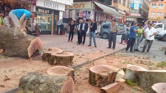 RİZE’DE 1000 YILLIK  ÇINAR AĞACINI KESTİLER