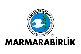 MARMARA BİRLİK  ZEYTİN ALIMINI DURDURDU