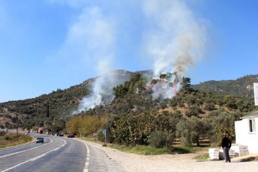 MANGALCILAR 20 DÖNÜMLÜK ZEYTİNLİK ALANI KÜL ETTİLER