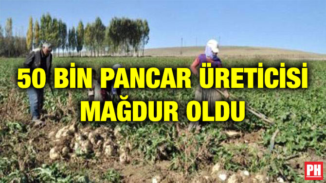 50 BİN PANCAR ÜRETİCİSİ MAĞDUR OLDU