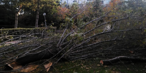 OTOPARK İÇİN 40 YILLIK AĞAÇLAR KESİLDİ