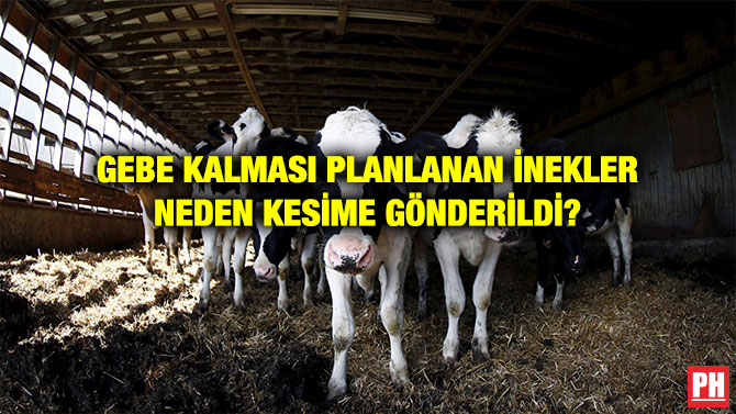 GEBE KALMASI PLANLANAN İNEKLER NEDEN KESİME GÖNDERİLDİ?
