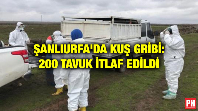 ŞANLIURFA’DA KUŞ GRİBİ: 200 TAVUK İTLAF EDİLDİ