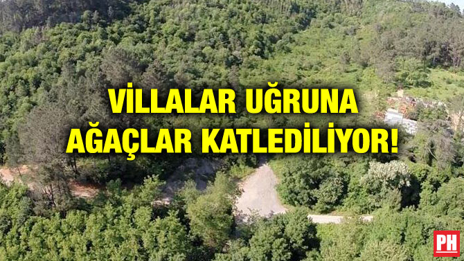 VİLLALAR UĞRUNA AĞAÇLAR KATLEDİLİYOR!
