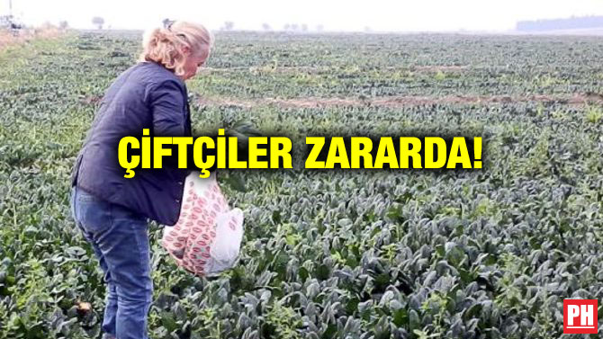 ÇİFTÇİLER ZARARDA!