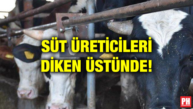 SÜT ÜRETİCİLERİ DİKEN ÜSTÜNDE!