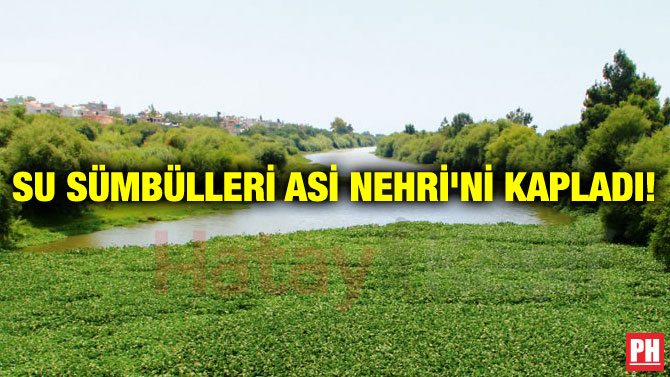 SU SÜMBÜLLERİ ASİ NEHRİ’Nİ KAPLADI!