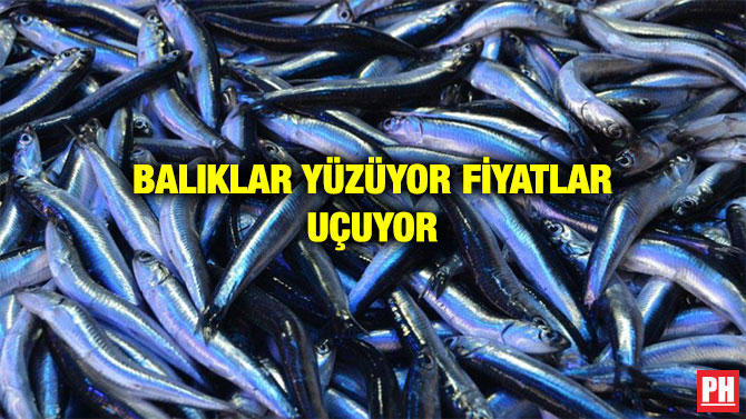 BALIKLAR YÜZÜYOR FİYATLAR UÇUYOR