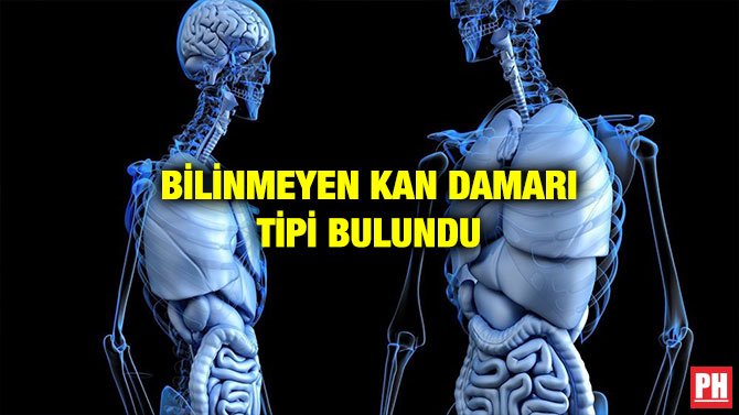 BİLİNMEYEN KAN DAMARI TİPİ BULUNDU