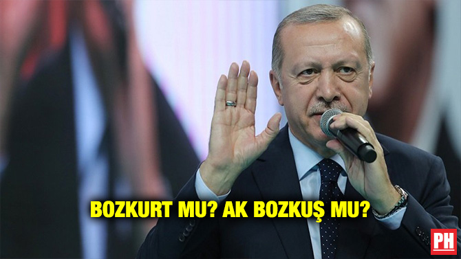 BOZKURT MU? AK BOZKUŞ MU?