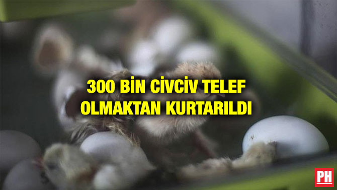 300 BİN CİVCİV TELEF OLMAKTAN KURTARILDI